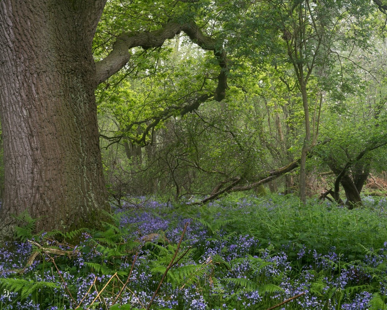 Обои цветы, деревья, природа, лес, весна, flowers, trees, nature, forest, spring разрешение 1920x1200 Загрузить