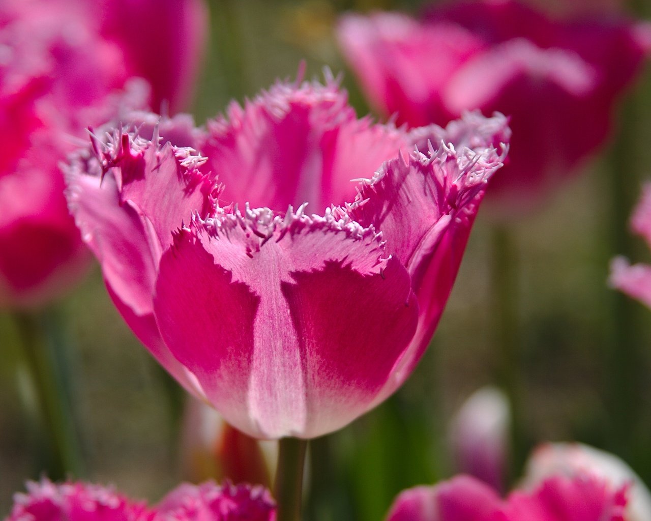 Обои тюльпан, природа, бутоны, макро, лепестки, краски, весна, тюльпаны, розовые, tulip, nature, buds, macro, petals, paint, spring, tulips, pink разрешение 2880x1919 Загрузить