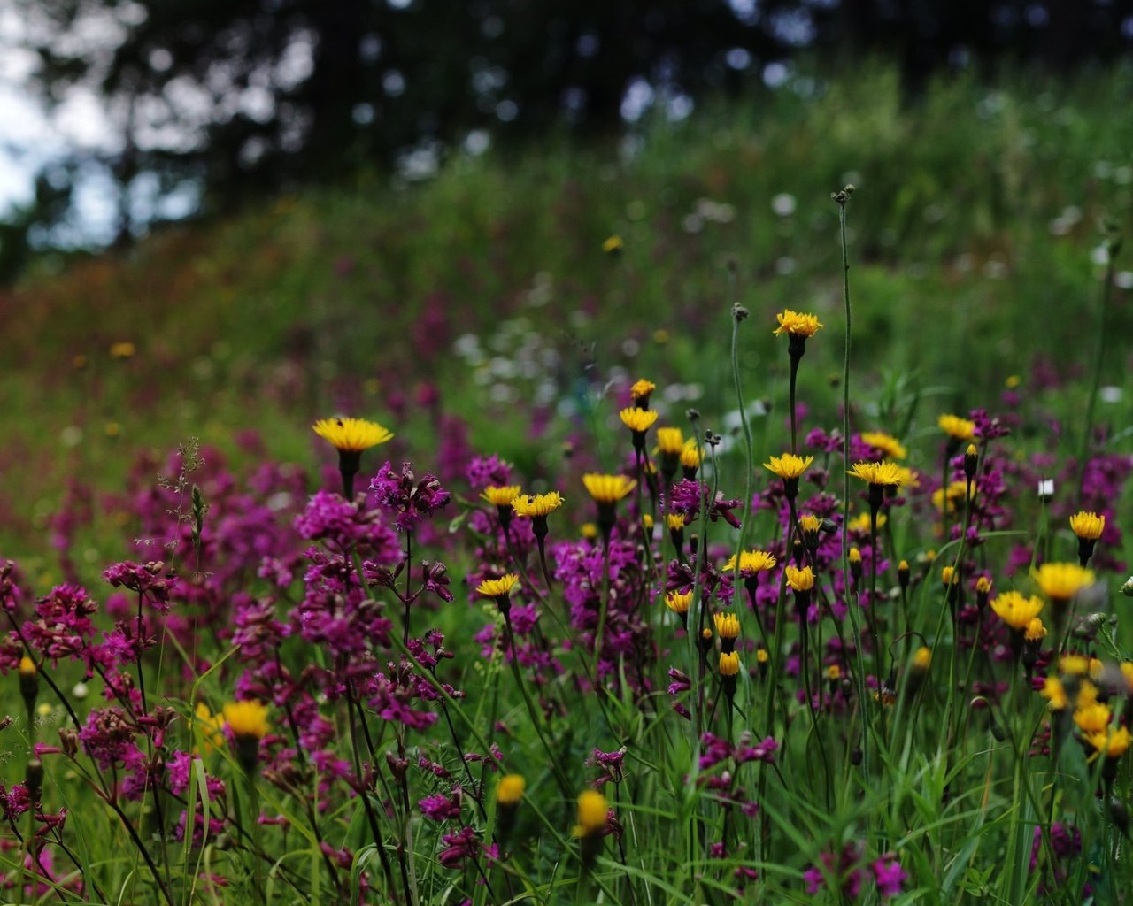 Обои природа, полевые цветы, финляндия, nature, wildflowers, finland разрешение 2700x1618 Загрузить