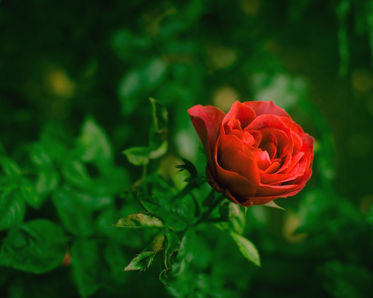 Обои роза, красный, бутон, rose, red, bud разрешение 3600x2400 Загрузить