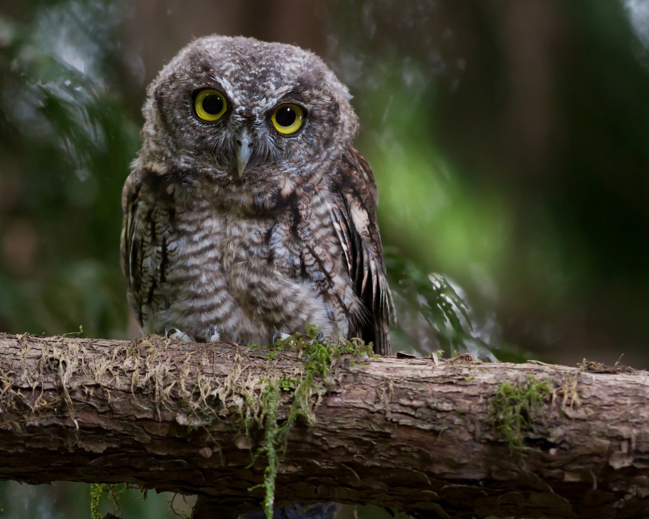 Обои сова, ветка, взгляд, сидит, owl, branch, look, sitting разрешение 1920x1200 Загрузить