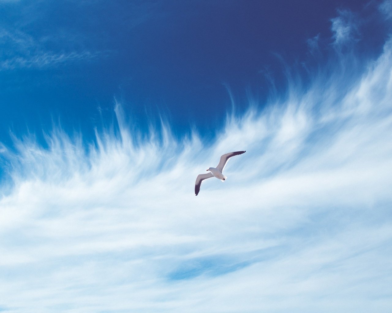 Обои небо, облака, полет, чайка, птица, the sky, clouds, flight, seagull, bird разрешение 2880x1800 Загрузить