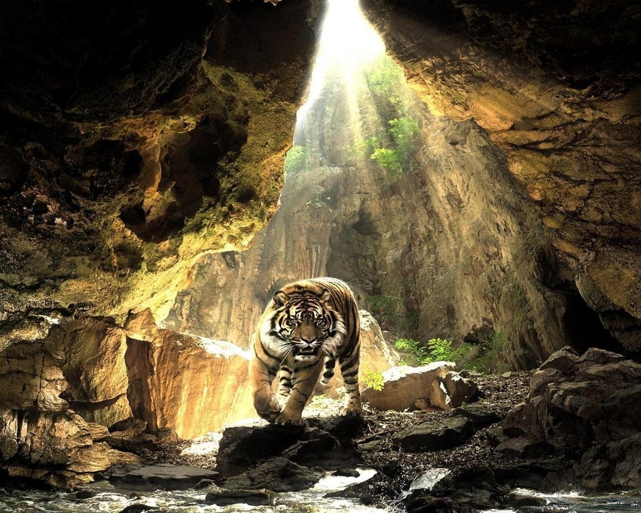 Обои тигр, животные, хищник, пещера, дикая природа, tiger, animals, predator, cave, wildlife разрешение 1920x1080 Загрузить