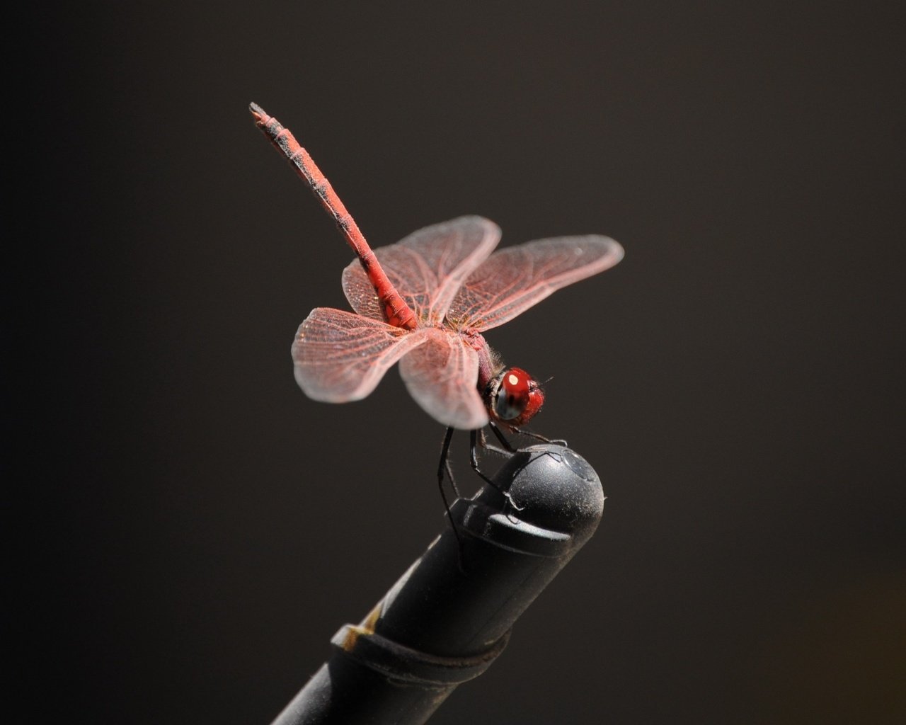 Обои насекомое, крылья, стрекоза, черный фон, insect, wings, dragonfly, black background разрешение 2560x1600 Загрузить