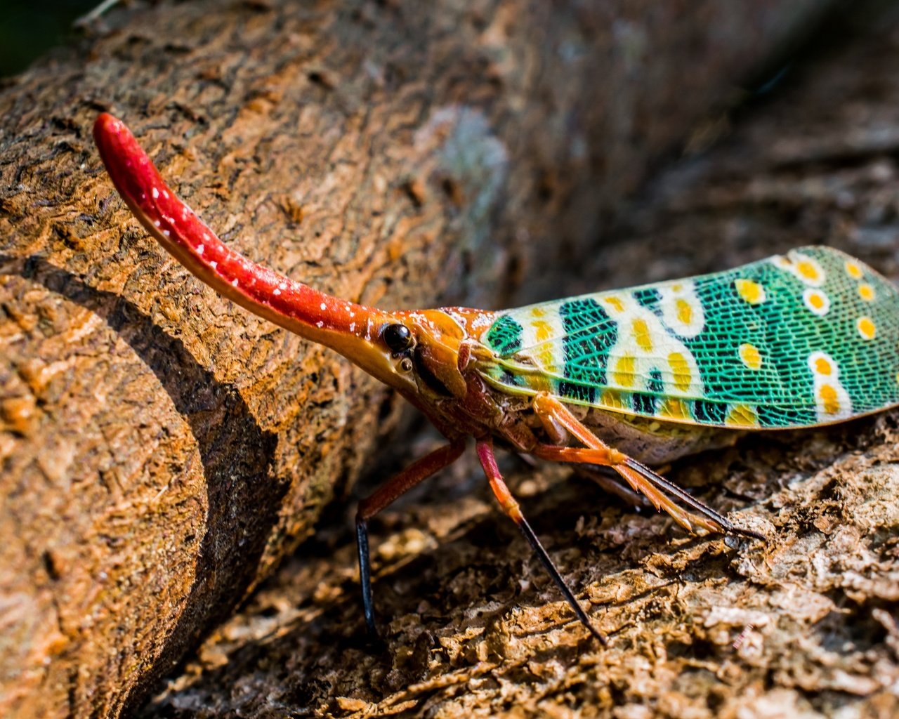 Обои насекомое, животные, красочный, хобот, экзотические, длинный, hemiptera, insect, animals, colorful, trunk, exotic, long разрешение 5000x3000 Загрузить