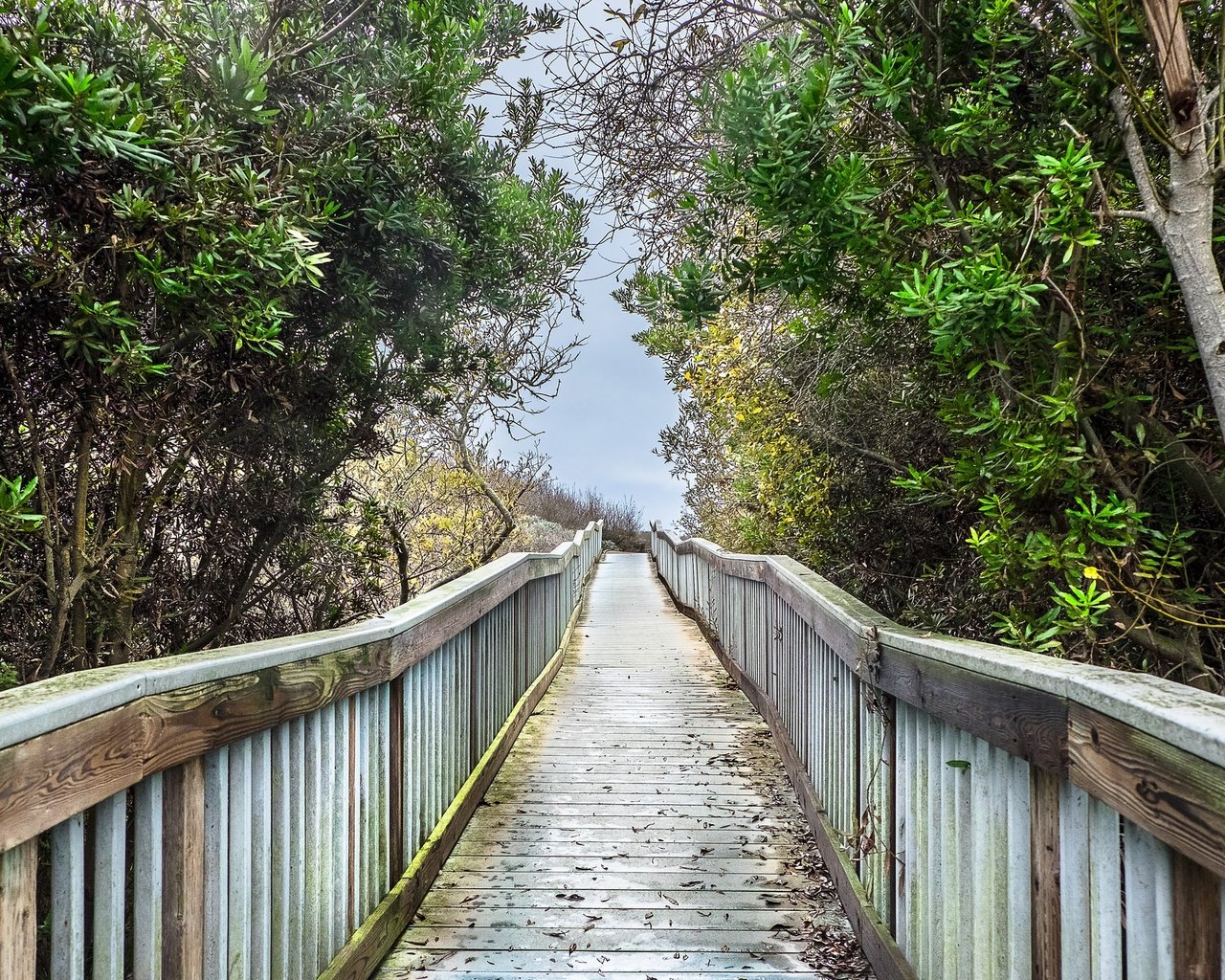 Обои деревья, мост, облачно, boardwalk, marshy ground, trees, bridge, cloudy разрешение 2048x1365 Загрузить