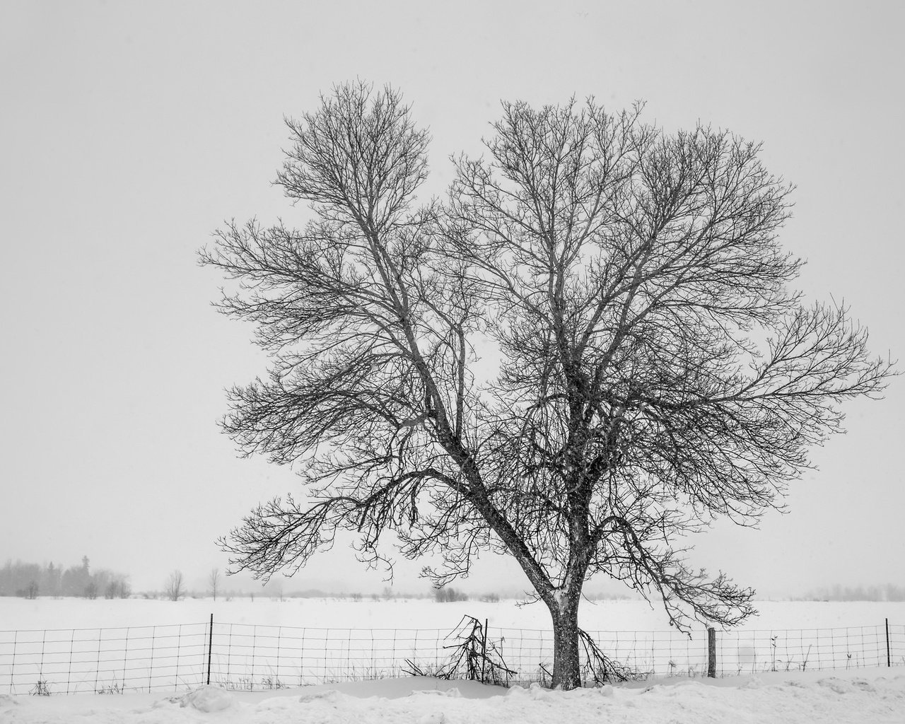 Обои снег, дерево, зима, туман, забор, холод, изгородь,     дерево, snow, tree, winter, fog, the fence, cold, fence разрешение 2048x1365 Загрузить