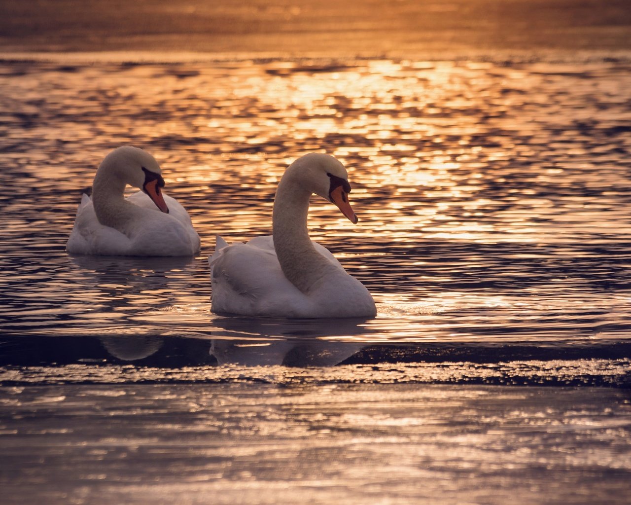 Обои озеро, couple, полумрак, закат, отражение, птицы, пара, сумерки, лебеди, dusk, лейка, lake, sunset, reflection, birds, pair, twilight, swans разрешение 2048x1356 Загрузить