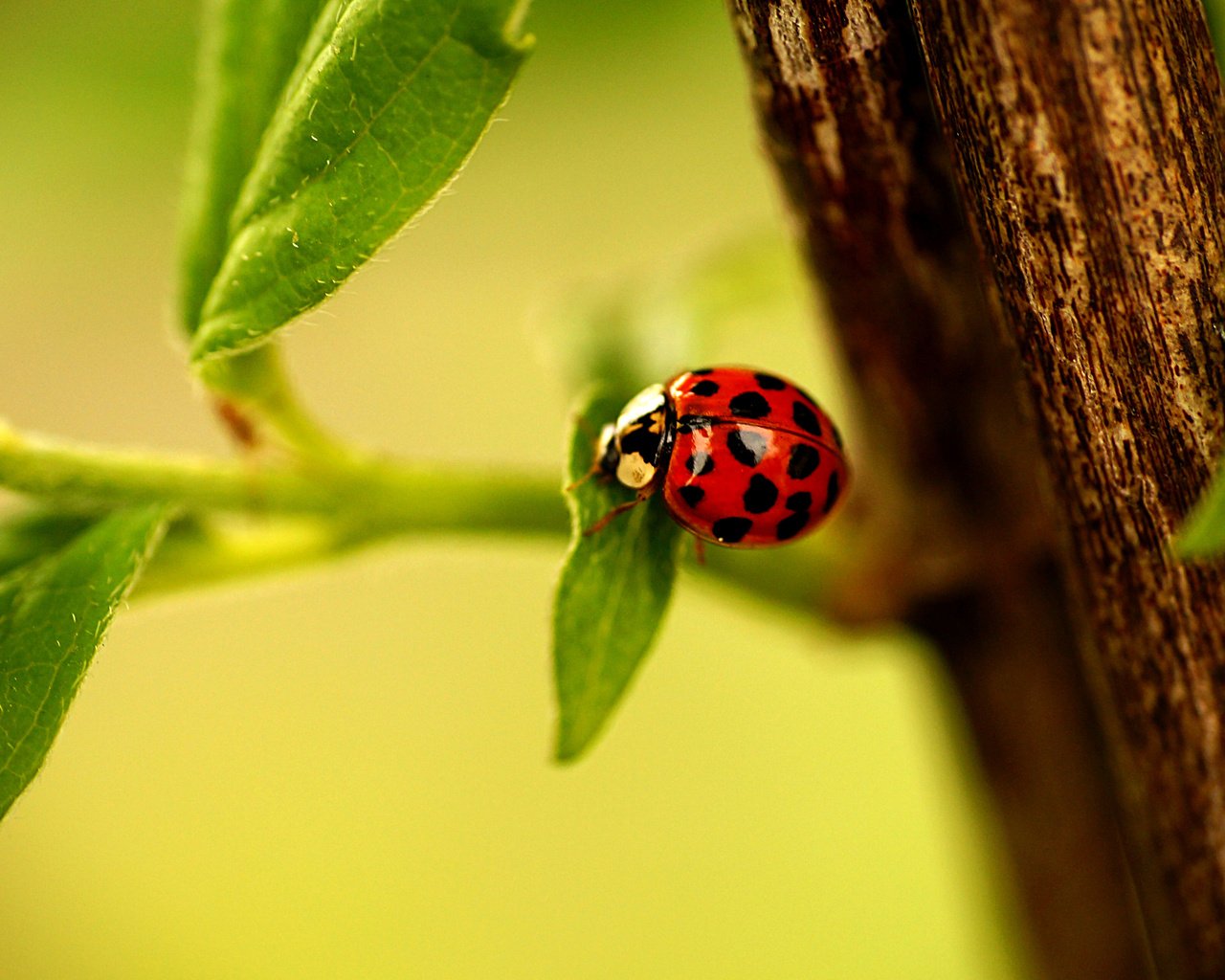 Обои ветка, листья, насекомое, ветви, божья коровка,  листья, ladybird, branch, leaves, insect, ladybug разрешение 3850x2558 Загрузить