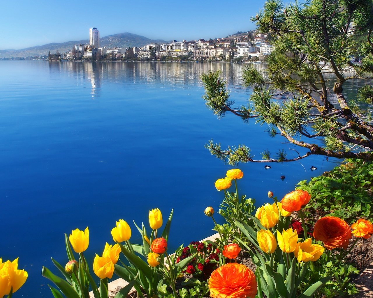 Обои цветы, озеро, швейцария, женевское озеро, монтрё, flowers, lake, switzerland, lake geneva, montreux разрешение 1920x1377 Загрузить