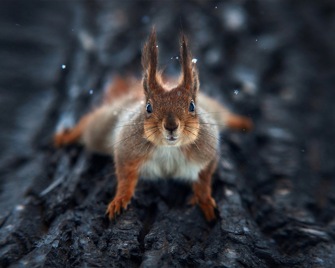 Обои дерево, макро, взгляд, минимализм, белка, кора, tree, macro, look, minimalism, protein, bark разрешение 1920x1080 Загрузить