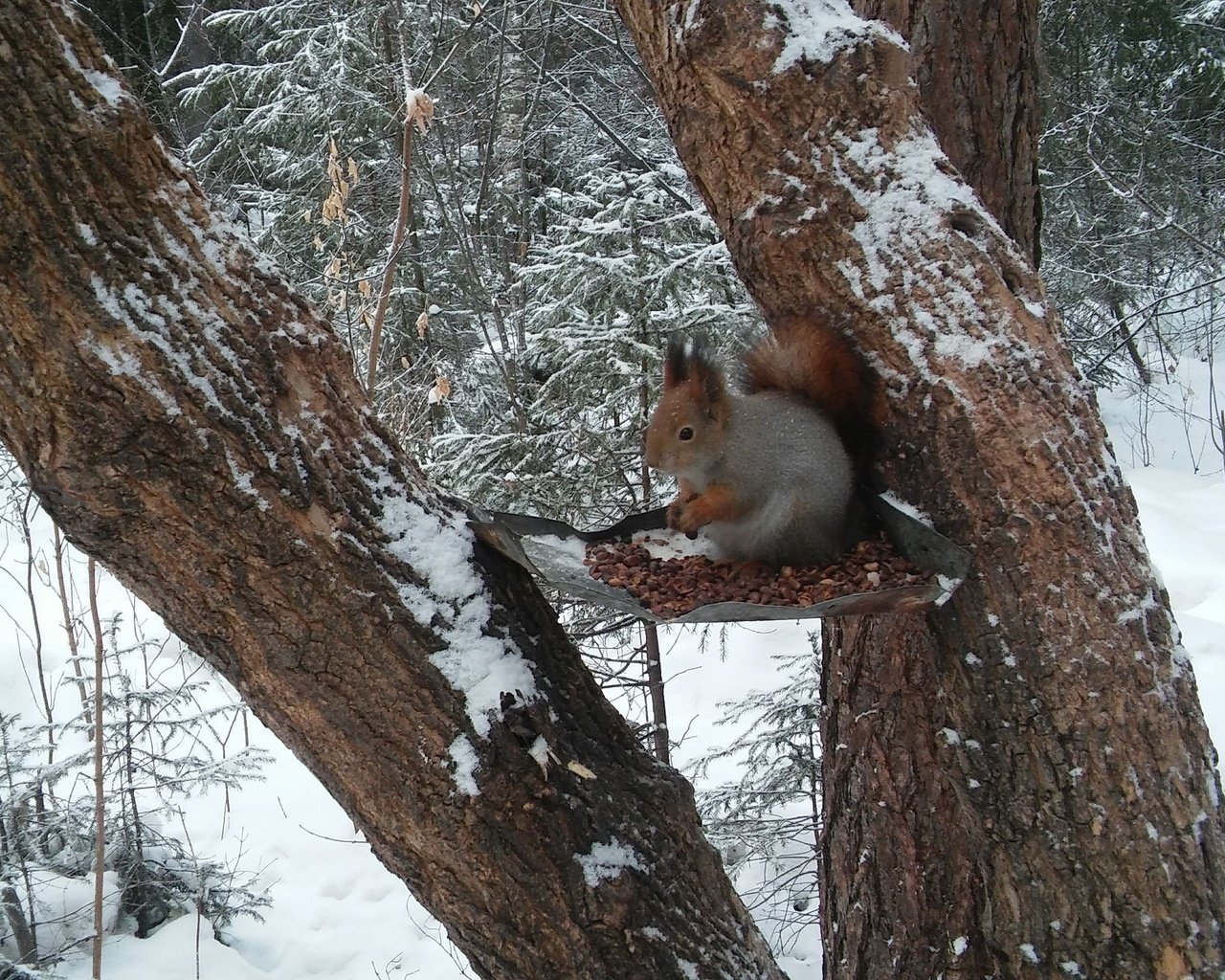 Обои лес, белка, кушает, орешки, белочка, сибирь, кедровые, forest, protein, eats, nuts, squirrel, siberia, cedar разрешение 2560x1600 Загрузить