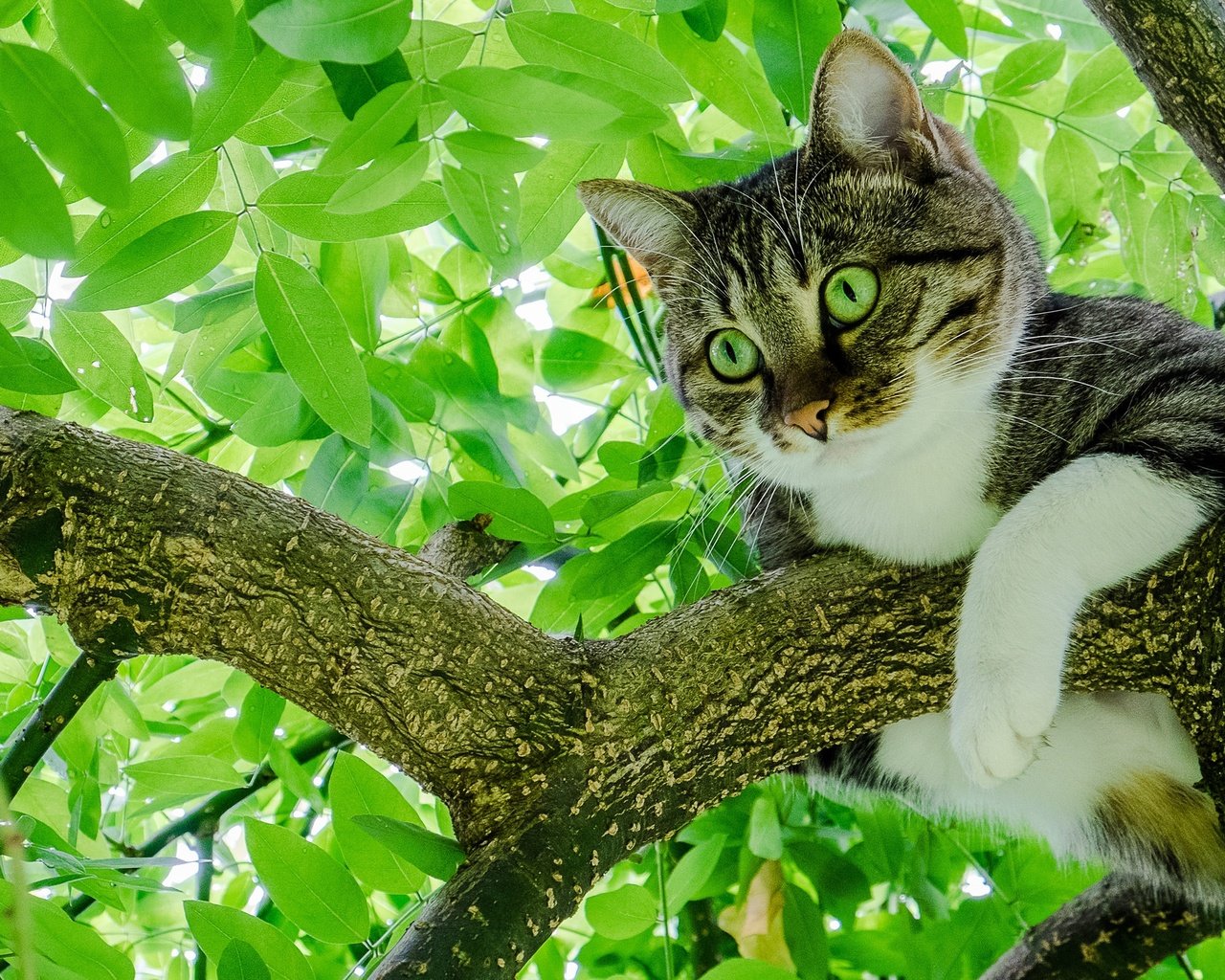 Обои дерево, листья, кот, мордочка, лето, кошка, взгляд, лапки, tree, leaves, cat, muzzle, summer, look, legs разрешение 2048x1365 Загрузить