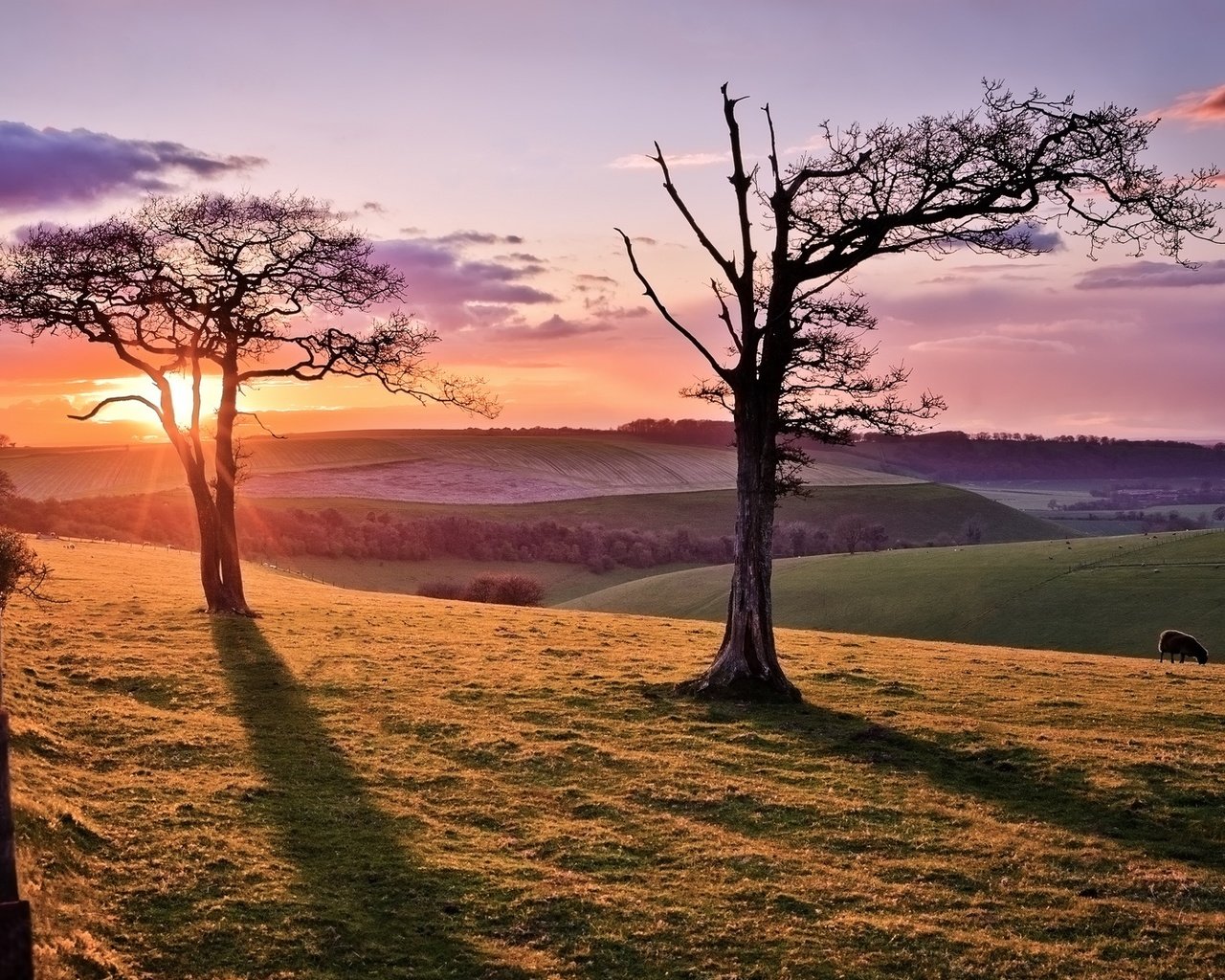 Обои дорога, дерево, закат, овца, road, tree, sunset, sheep разрешение 2048x1109 Загрузить