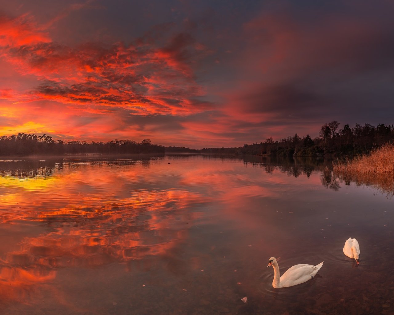 Обои озеро, закат, птицы, лебеди, lake, sunset, birds, swans разрешение 2048x1114 Загрузить