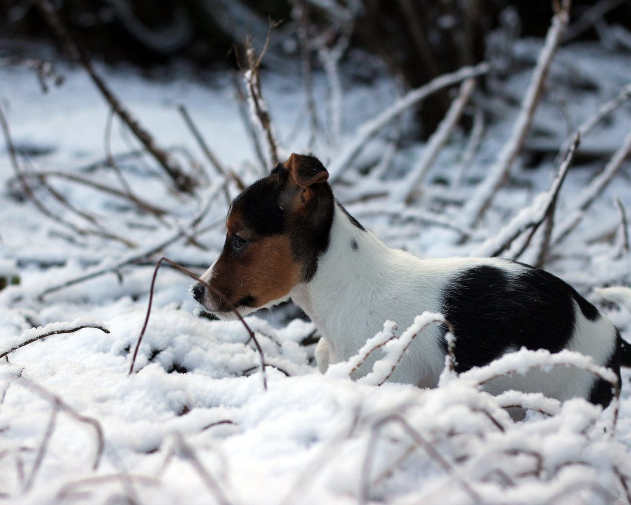 Обои снег, зима, собака, щенок, джек-рассел-терьер, snow, winter, dog, puppy, jack russell terrier разрешение 5184x3456 Загрузить