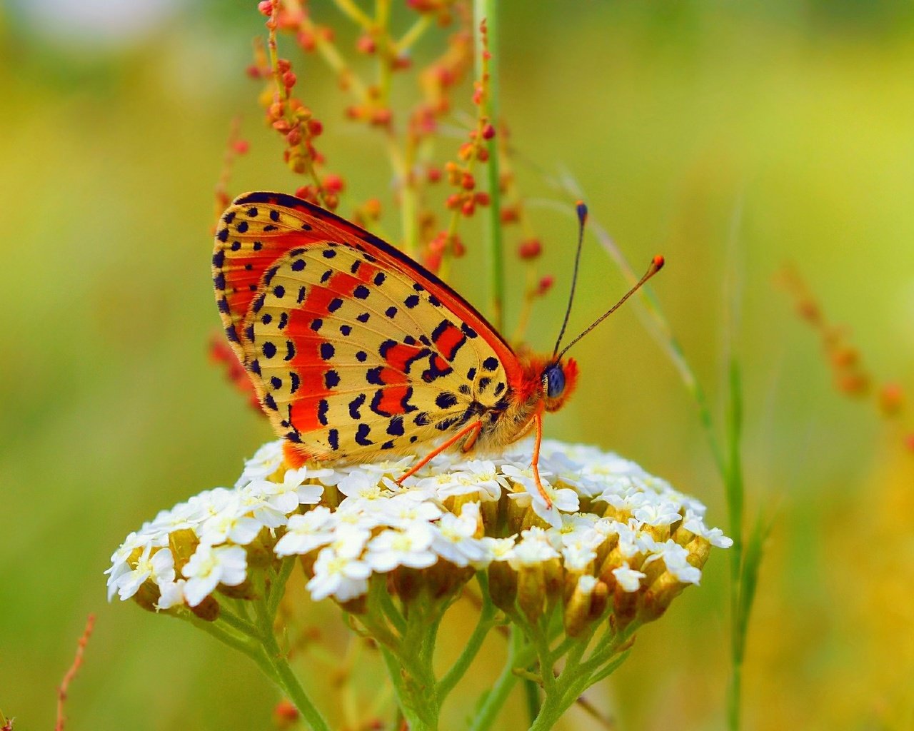 Обои бабочка, цветочки, боке,  цветы, butterfly, flowers, bokeh разрешение 3000x1841 Загрузить