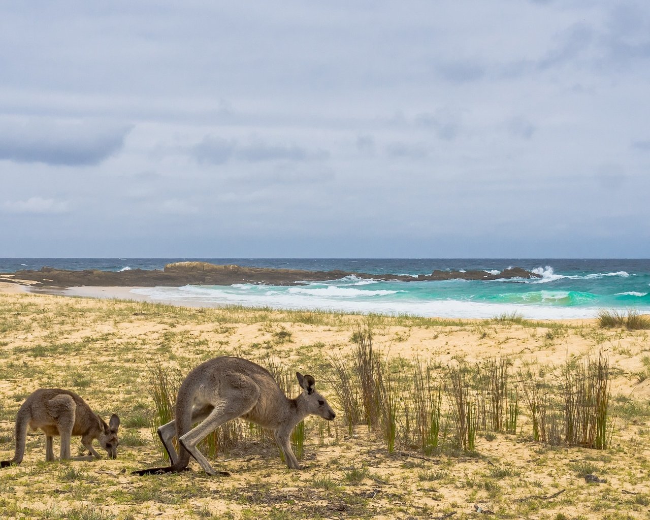 Обои берег, море, австралия, кенгуру, shore, sea, australia, kangaroo разрешение 2668x1440 Загрузить