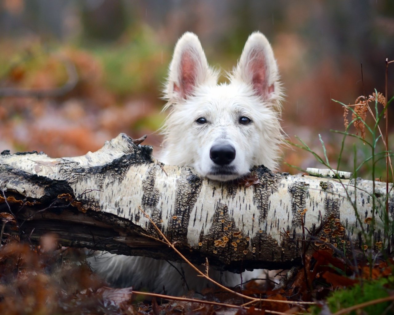 Обои дерево, взгляд, собака, tree, look, dog разрешение 2048x1193 Загрузить