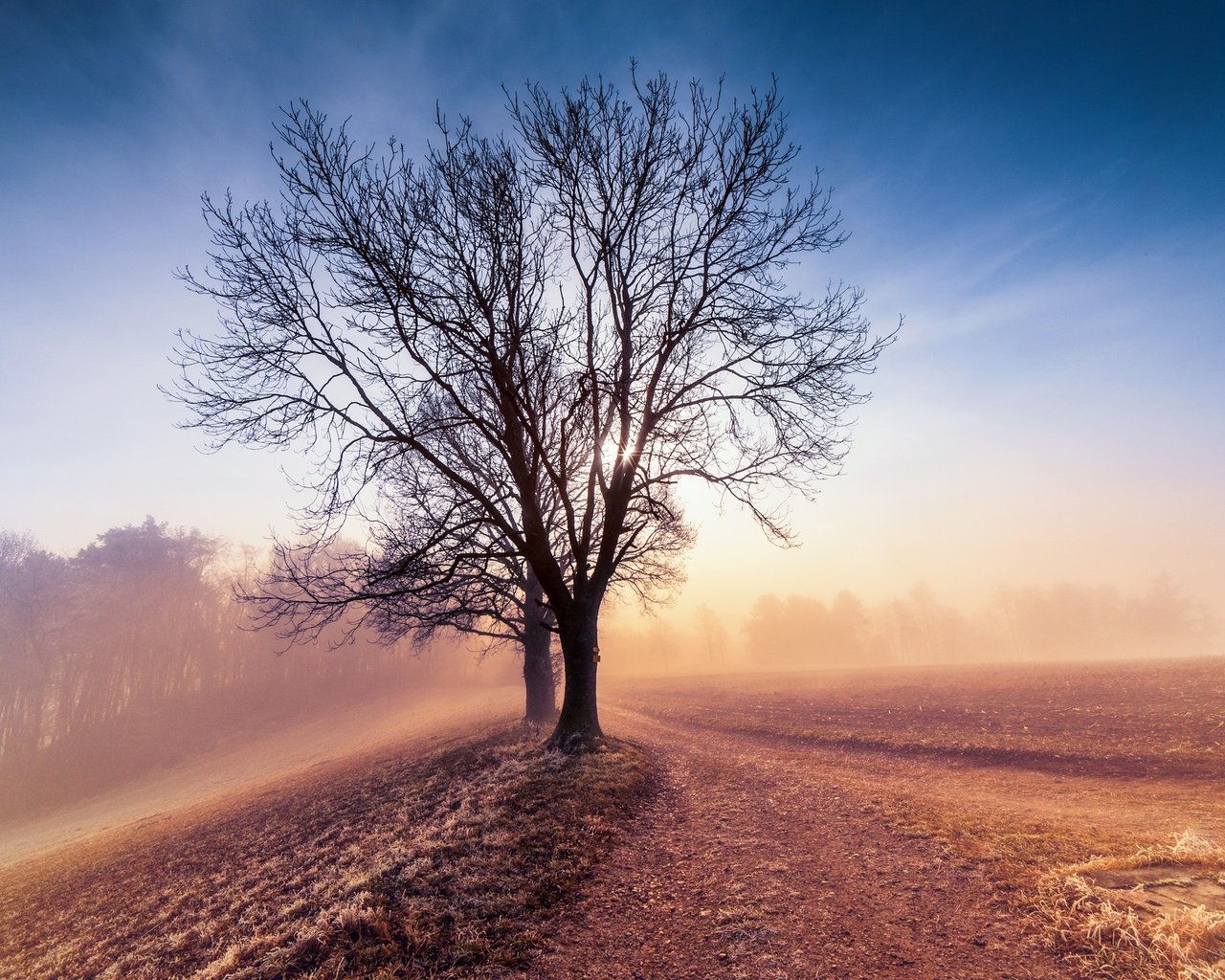 Обои небо, дерево, утро, туман, поле, рассвет, the sky, tree, morning, fog, field, dawn разрешение 2048x1365 Загрузить