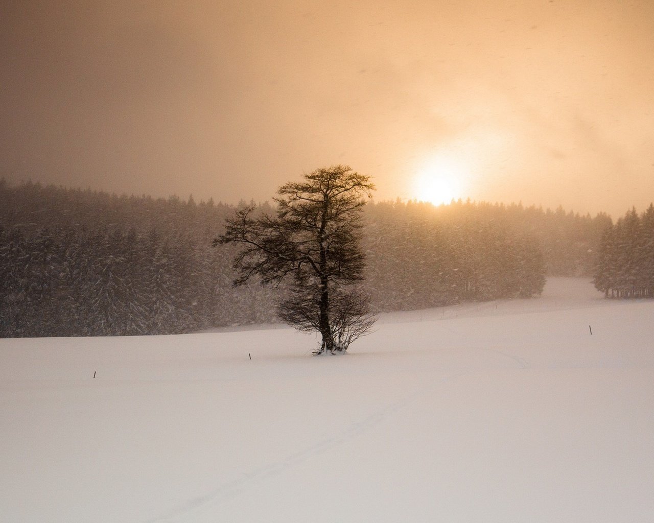 Обои снег, дерево, закат, зима, поле, метель, snow, tree, sunset, winter, field, blizzard разрешение 2048x1300 Загрузить