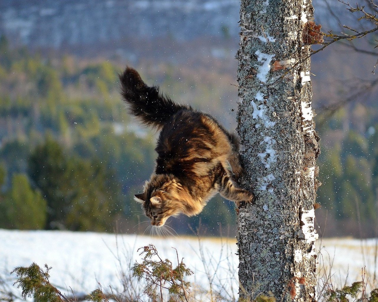 Обои дерево, зима, кот, кошка, паркур, tree, winter, cat, parkour разрешение 2007x1320 Загрузить