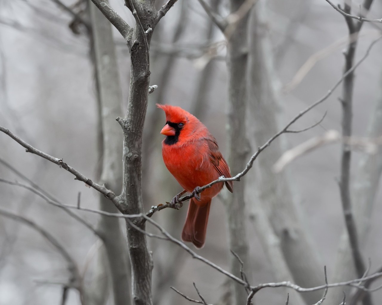 Обои природа, фон, птица, кардинал, nature, background, bird, cardinal разрешение 2048x1484 Загрузить