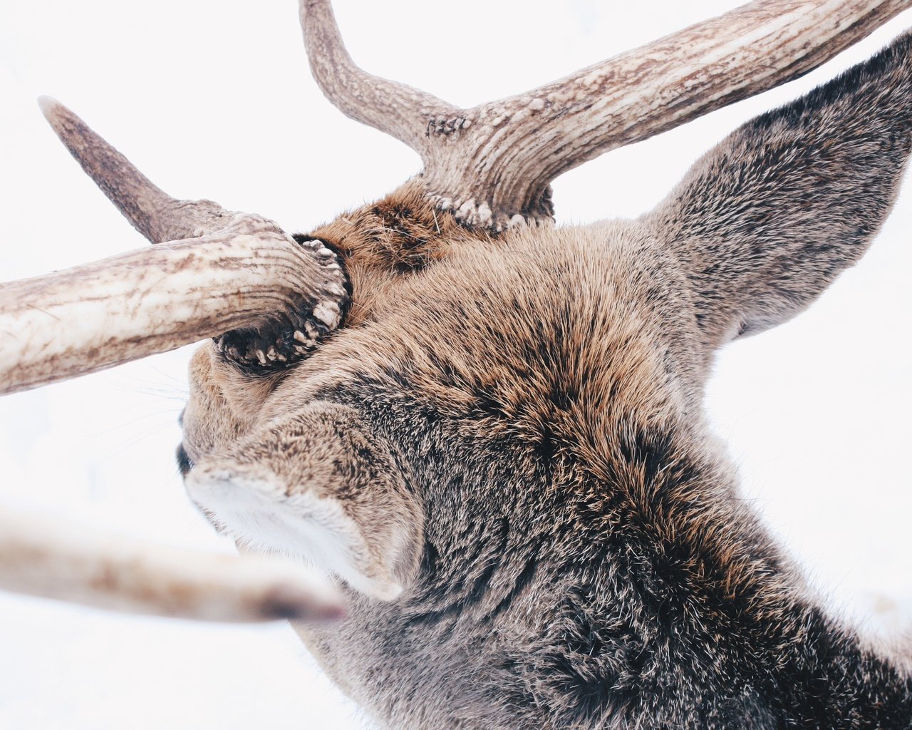 Обои снег, лес, олень, зима, животные, животное, рога, reindeer, snow, forest, deer, winter, animals, animal, horns разрешение 3888x2592 Загрузить