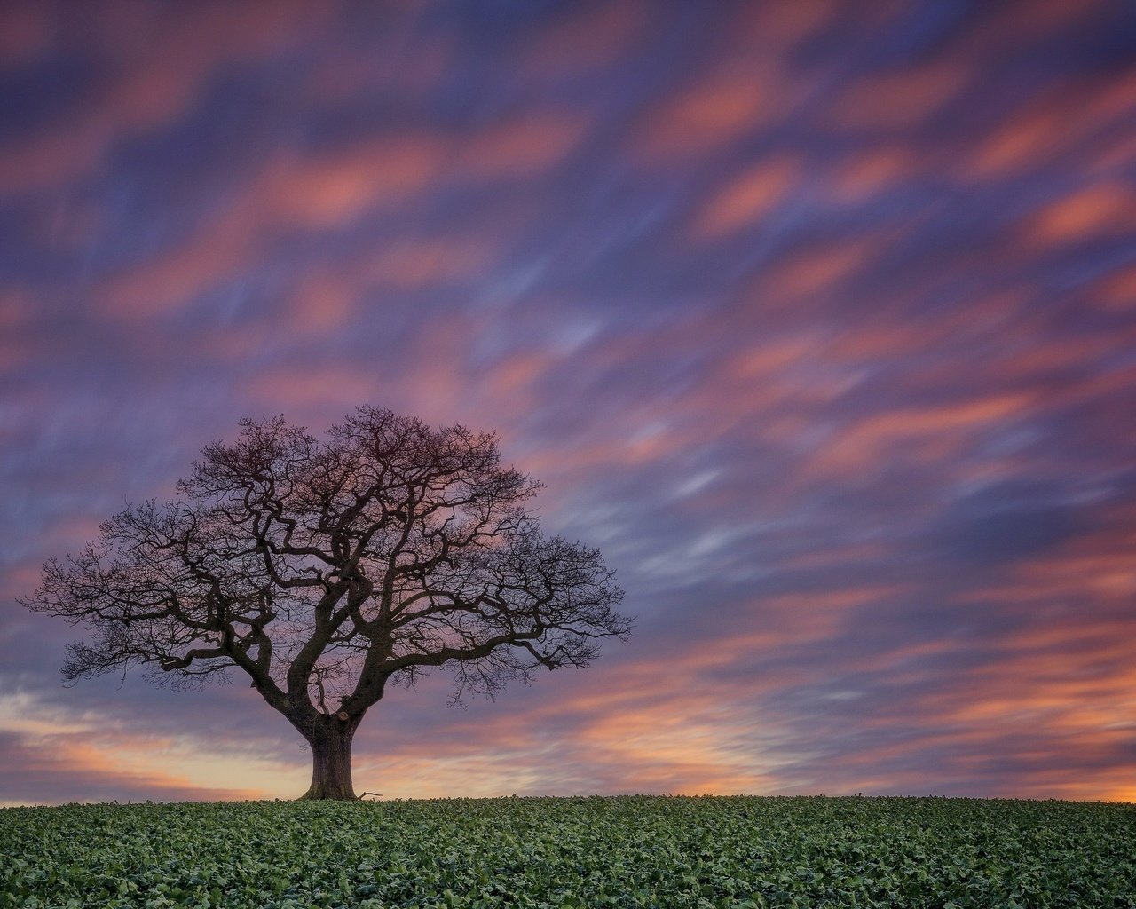 Обои небо, дерево, закат, поле, the sky, tree, sunset, field разрешение 2048x1289 Загрузить