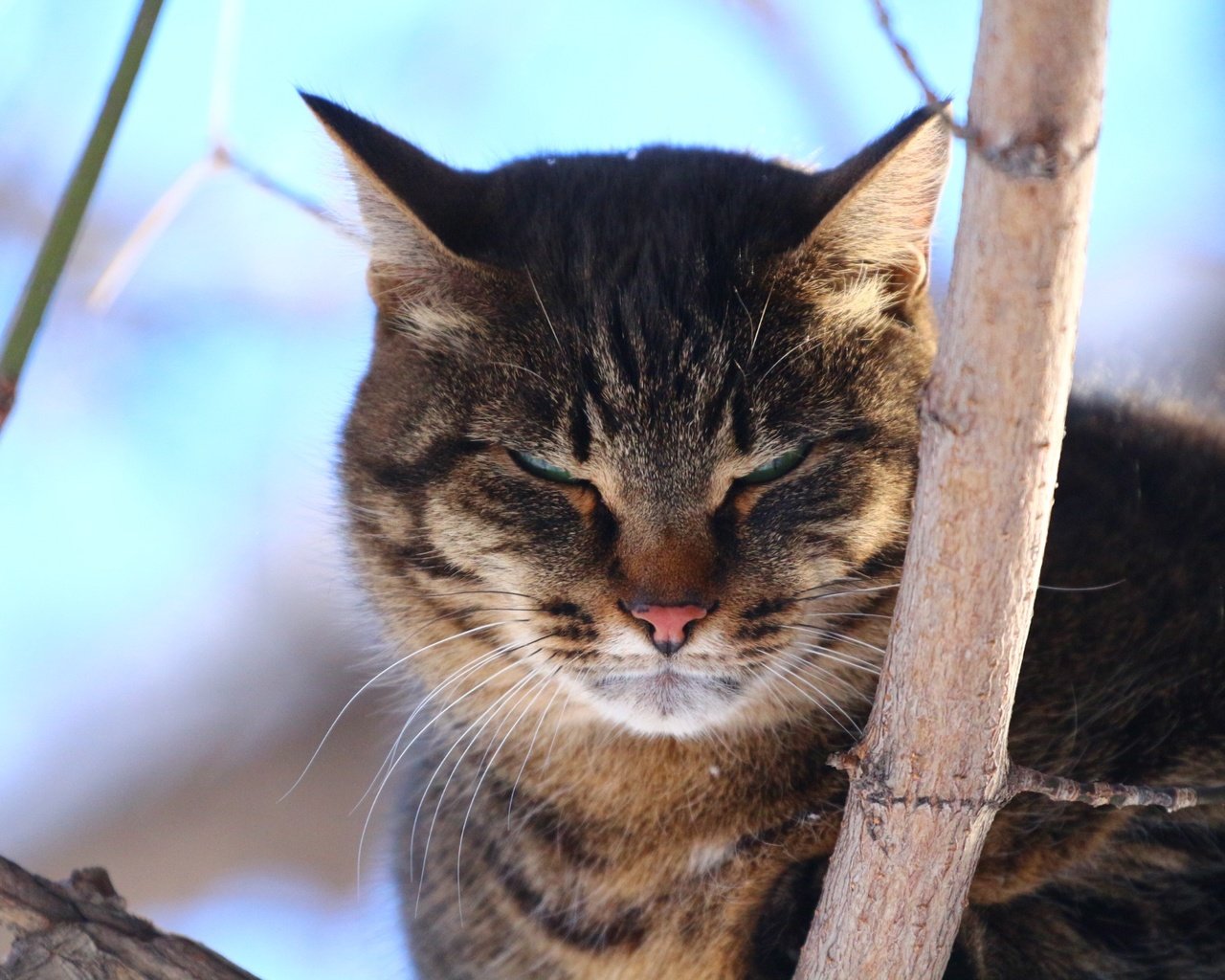 Обои дерево, кот, взгляд, tree, cat, look разрешение 1920x1280 Загрузить