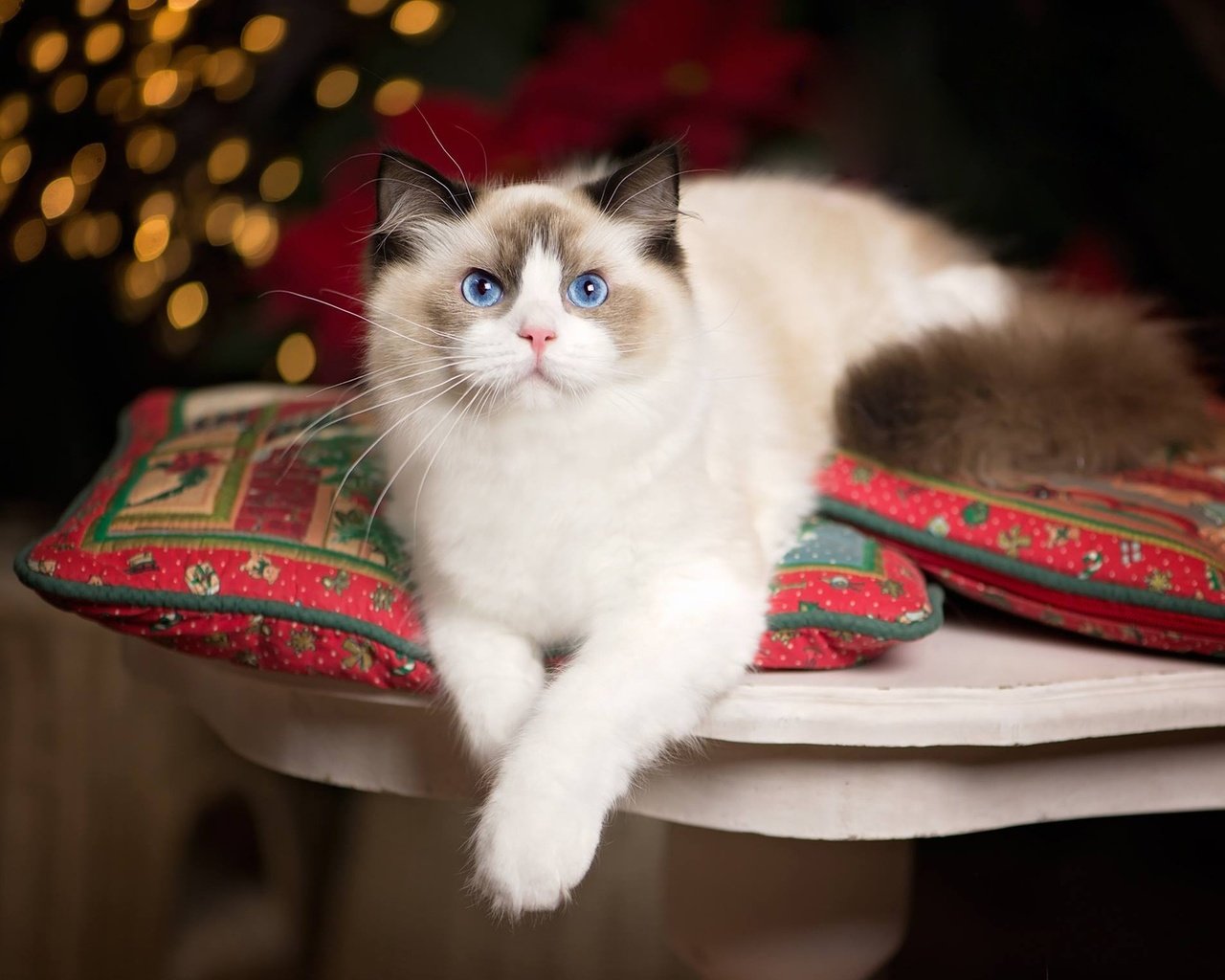 Обои подушки, кошка, взгляд, голубые глаза, лапки, рэгдолл, pillow, cat, look, blue eyes, legs, ragdoll разрешение 1920x1427 Загрузить