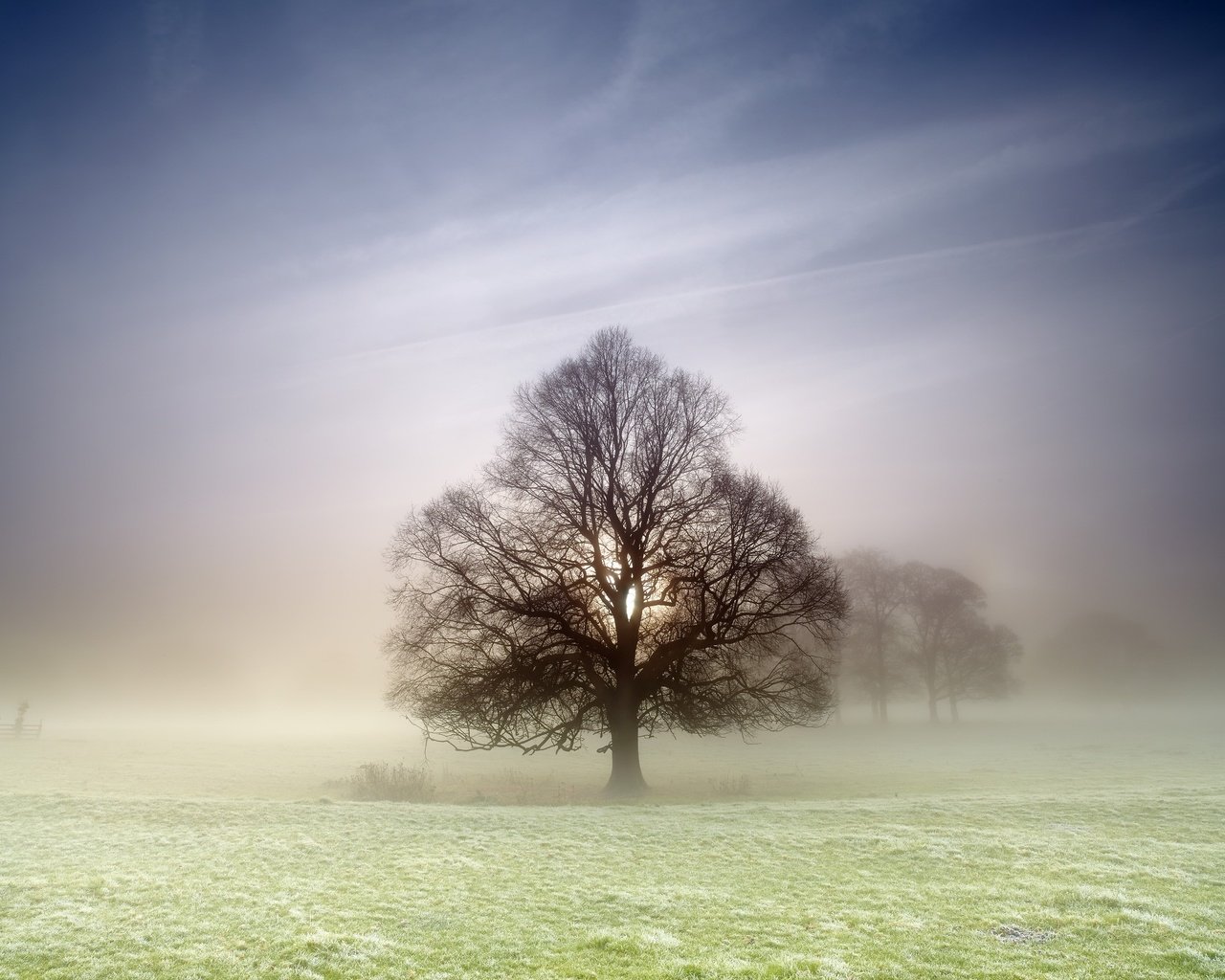 Обои природа, дерево, туман, поле, nature, tree, fog, field разрешение 2560x1707 Загрузить