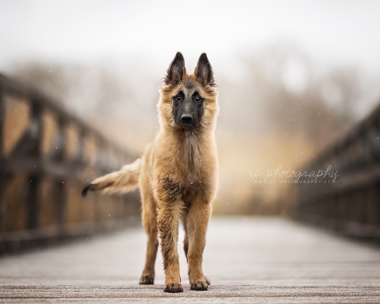 Обои взгляд, собака, друг, бельгийская овчарка, тервюрен, look, dog, each, belgian shepherd, tervuren разрешение 2024x1296 Загрузить