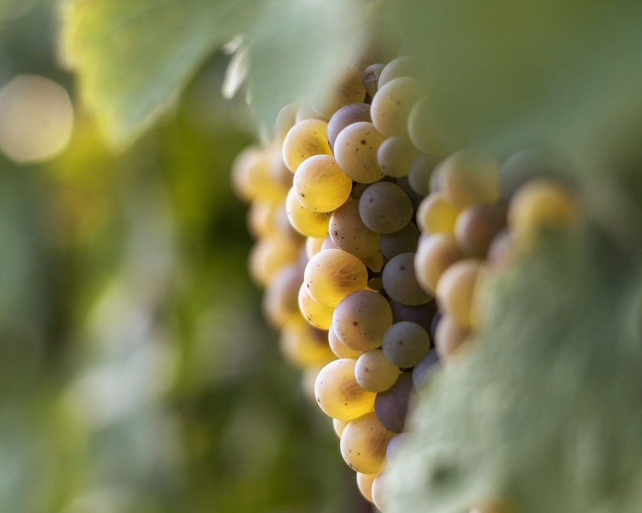 Обои свет, виноград, листва, ягода, тепло, гроздь, боке, белый виноград, light, grapes, foliage, berry, heat, bunch, bokeh, white grapes разрешение 2048x1365 Загрузить