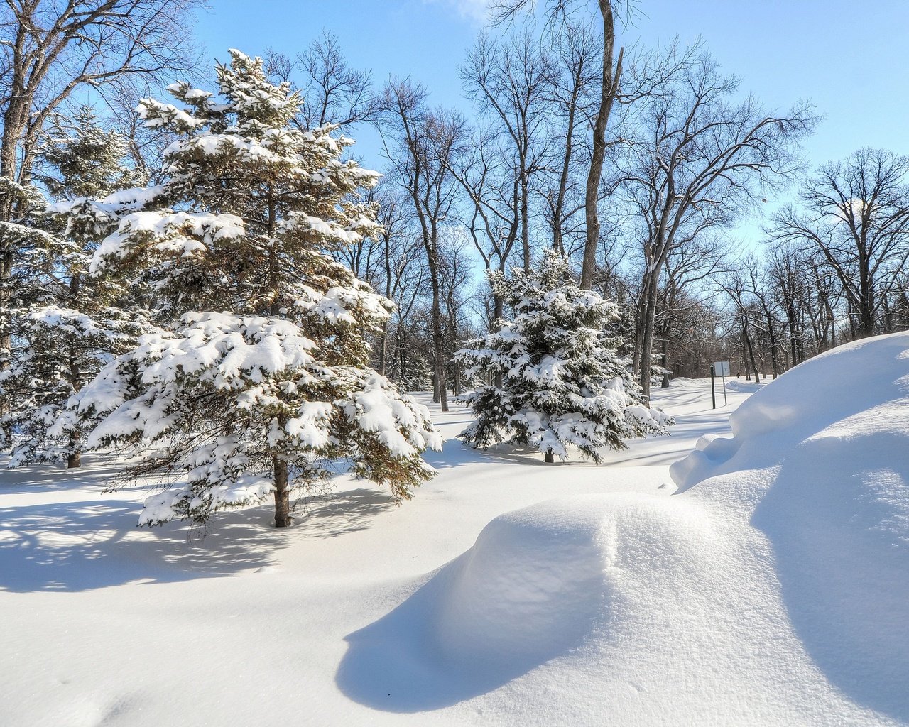 Обои деревья, снег, елка, лес, зима, парк, ель, trees, snow, tree, forest, winter, park, spruce разрешение 2048x1360 Загрузить