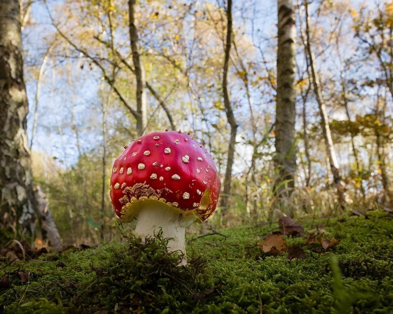 Обои трава, природа, лес, грибы, мухомор, grass, nature, forest, mushrooms, mushroom разрешение 1920x1080 Загрузить