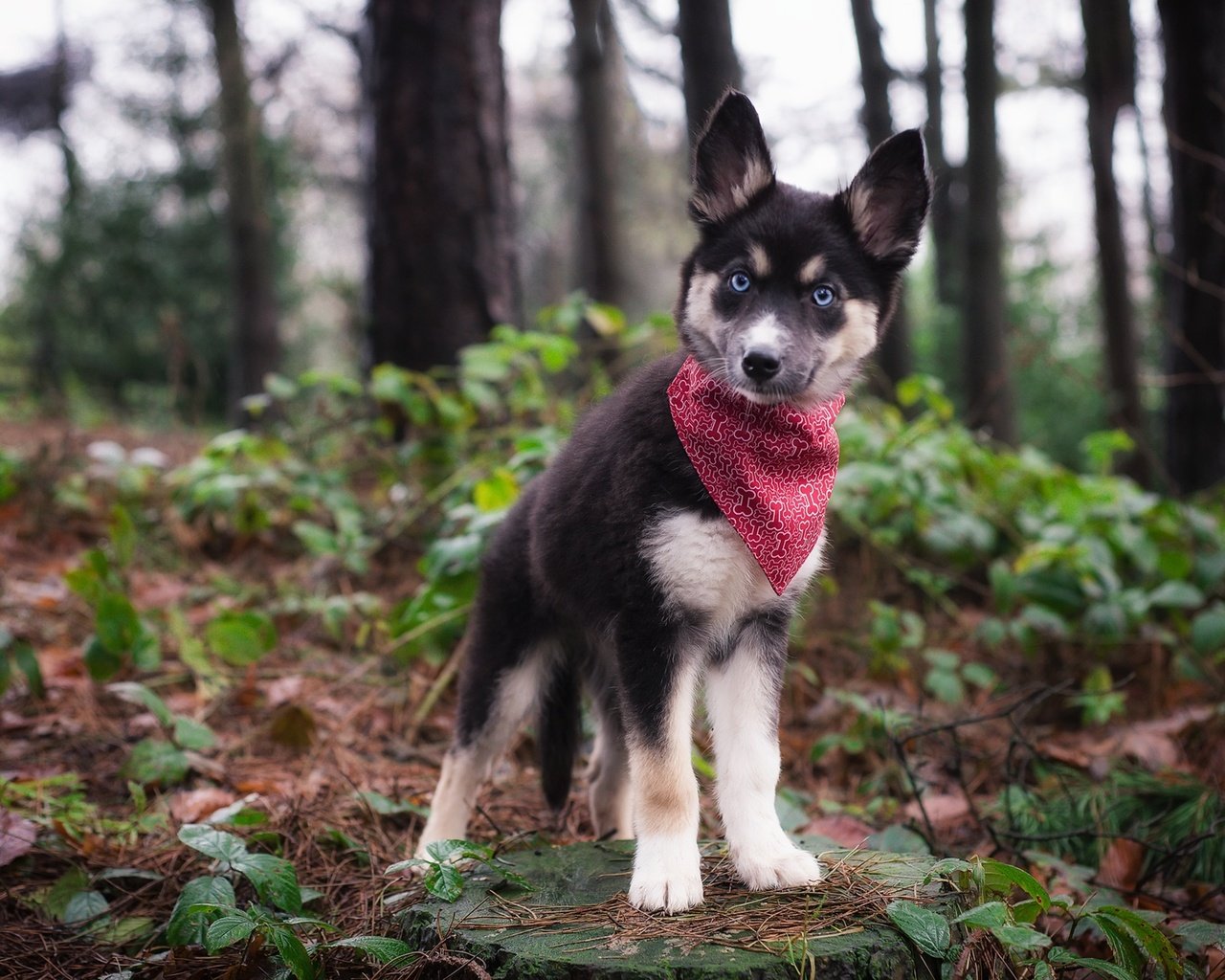 Обои природа, взгляд, собака, щенок, хаски, платок, nature, look, dog, puppy, husky, shawl разрешение 1920x1282 Загрузить