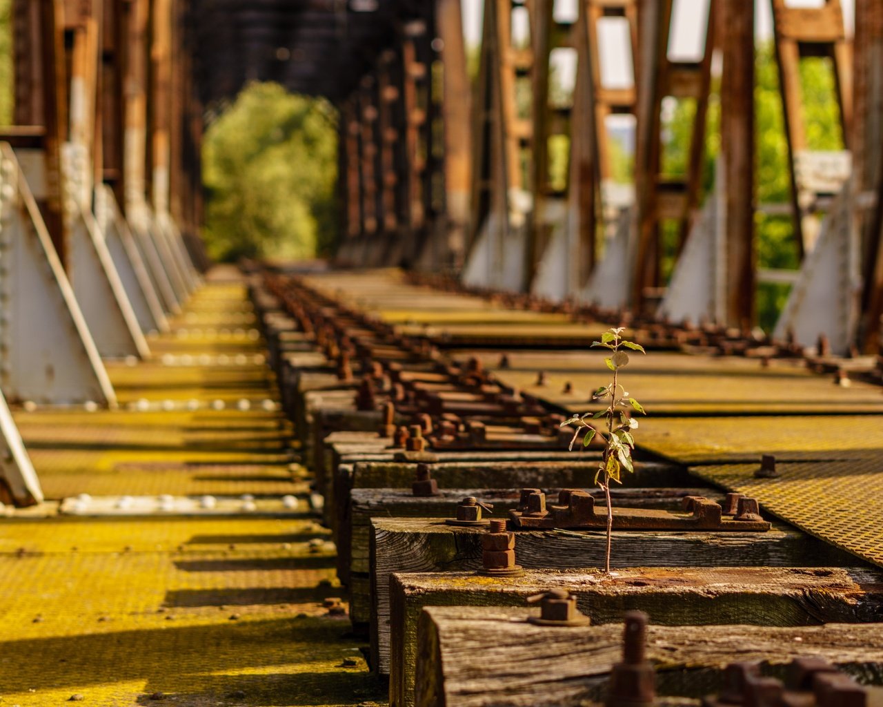 Обои железная дорога, шпалы, мост, росток, деревце, railroad, sleepers, bridge, rostock, tree разрешение 6000x4000 Загрузить