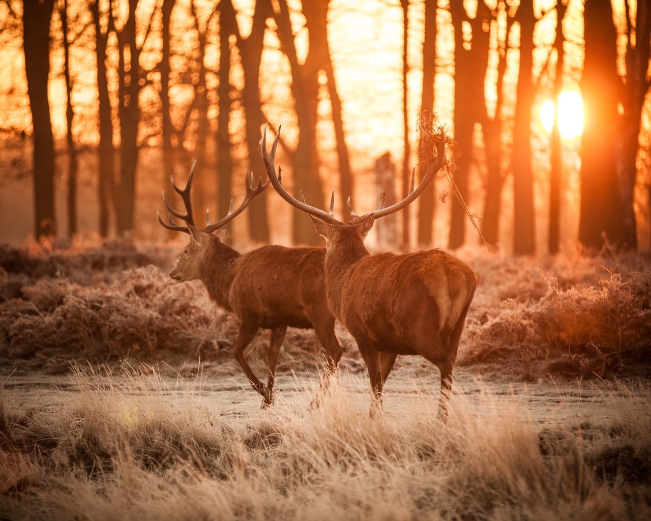 Обои лес, рога, олени, dusk, forest, horns, deer разрешение 5616x3744 Загрузить