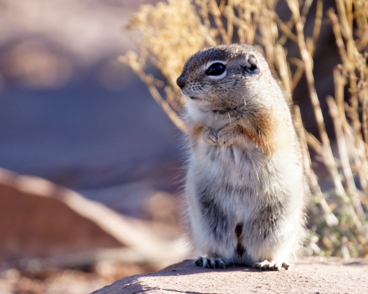 Обои суслик, gopher разрешение 2448x2448 Загрузить