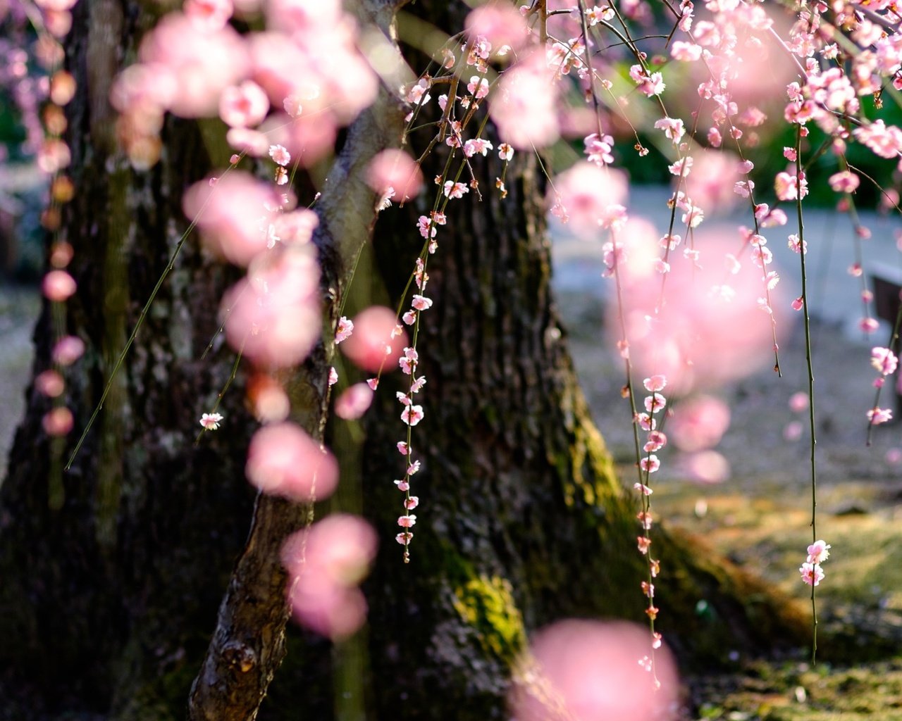 Обои дерево, цветение, весна, сакура, tree, flowering, spring, sakura разрешение 2048x1152 Загрузить