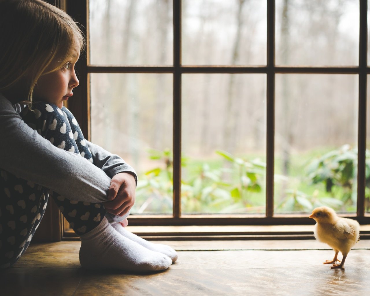 Обои дети, девочка, ребенок, окно, цыплёнок, подоконник, children, girl, child, window, chicken, sill разрешение 2048x1365 Загрузить