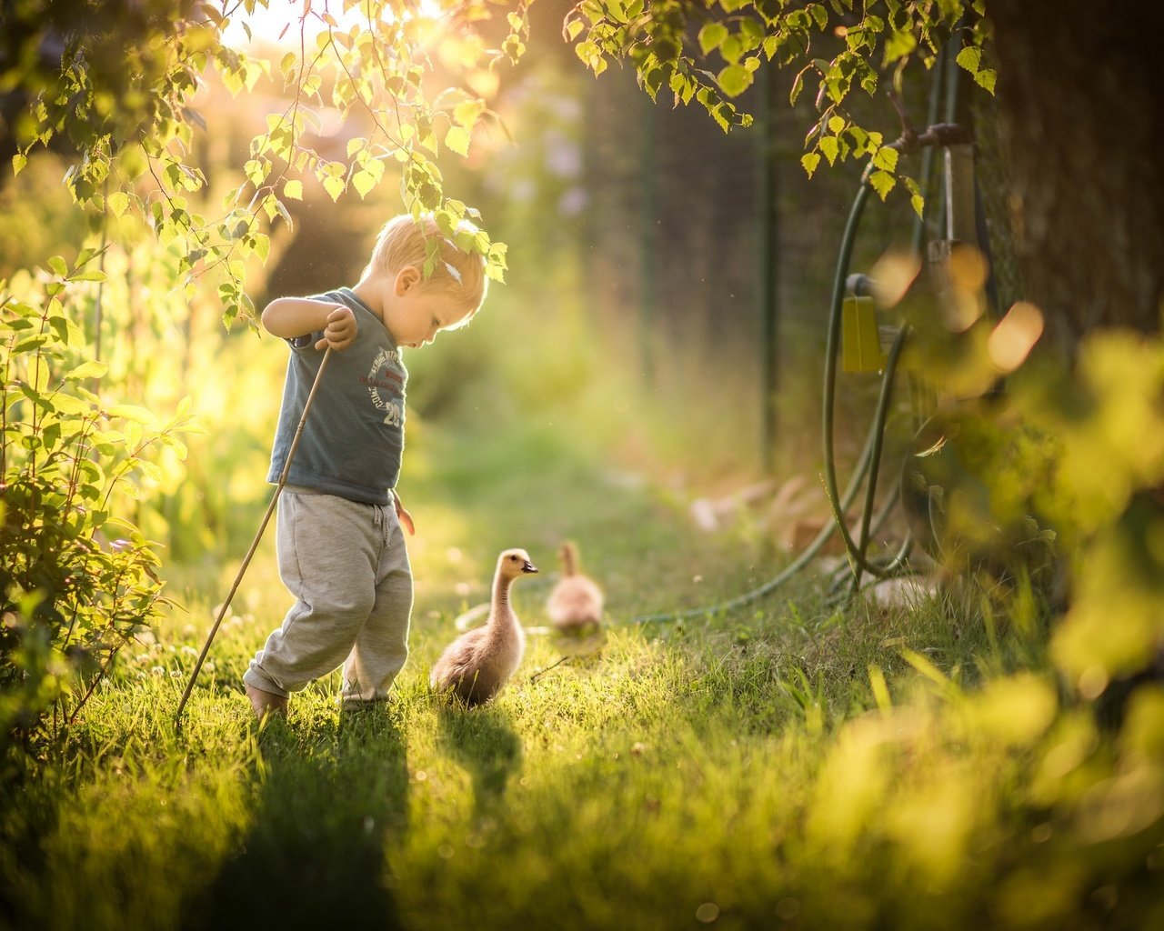 Обои трава, природа, зелень, дети, птицы, ребенок, мальчик, гусь, grass, nature, greens, children, birds, child, boy, goose разрешение 2048x1365 Загрузить