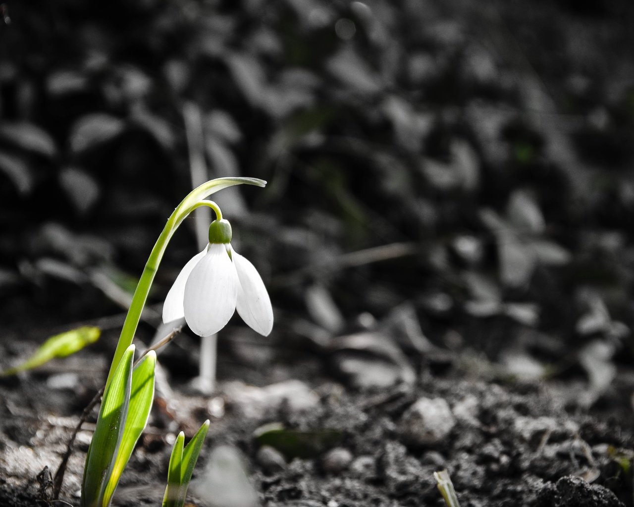 Обои природа, растения, цветок, весна, подснежник, nature, plants, flower, spring, snowdrop разрешение 4288x2848 Загрузить