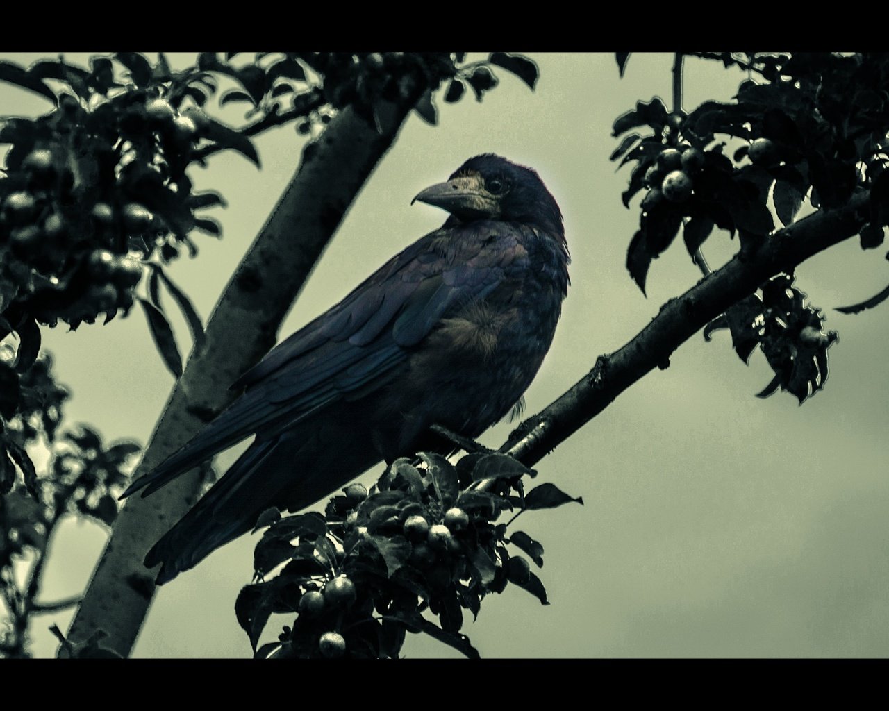 Обои дерево, пейзаж, сепия, птица, клюв, перья, ворон, ворона, tree, landscape, sepia, bird, beak, feathers, raven, crow разрешение 6000x2605 Загрузить