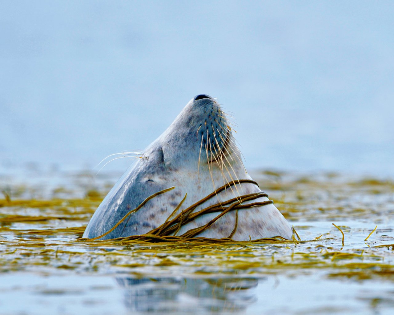 Обои вода, тюлень, голова, water, seal, head разрешение 1920x1080 Загрузить