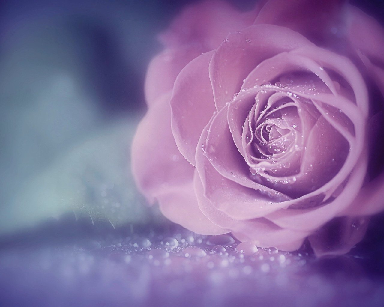 Обои цветок, роза, красивая, капли воды, flower, rose, beautiful, water drops разрешение 2048x1363 Загрузить