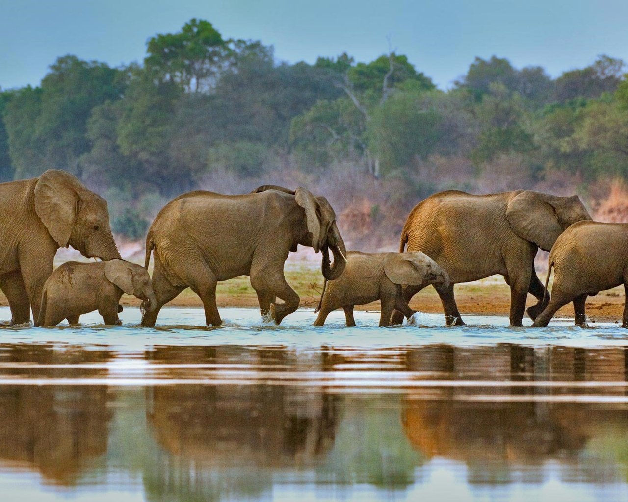 Elephant river. Река Луангва Африка. Водопой в Африке. Луангва _ Дикие реки Африки _ Discovery. Слоны на водопое.