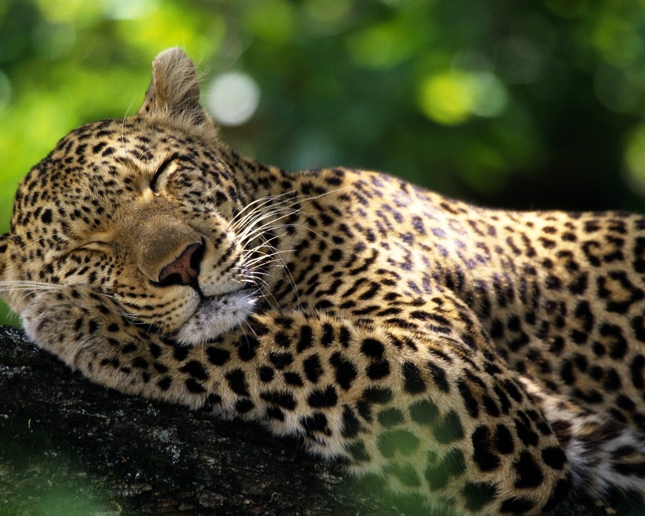 Обои животные, леопард, дикие кошки, спящий леопард, animals, leopard, wild cats, sleeping leopard разрешение 1920x1080 Загрузить