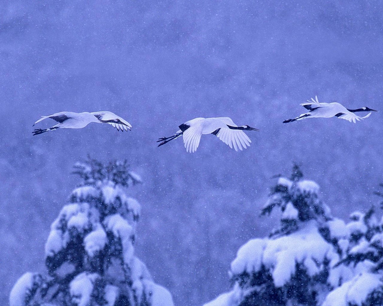 Обои природа, зима, птицы, журавль, японский, nature, winter, birds, crane, japanese разрешение 1920x1080 Загрузить